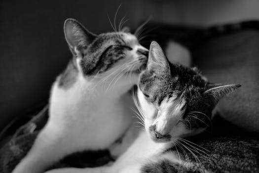cats_licking_each_other